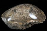 Polished Fossil Coral - Morocco #35350-2